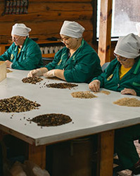 Как производятся наши кедровые продукты