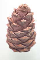 Шишка сибирского кедра