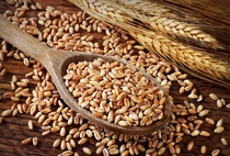 Полба зерно (экологическая) Био без Гмо 450г.