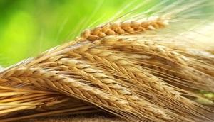 Рожь зерно Био без ГМО 450г.